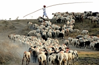 Second Award Winner - A Shepherd; Photographer: Nitin Khatri; Location: Indore, India